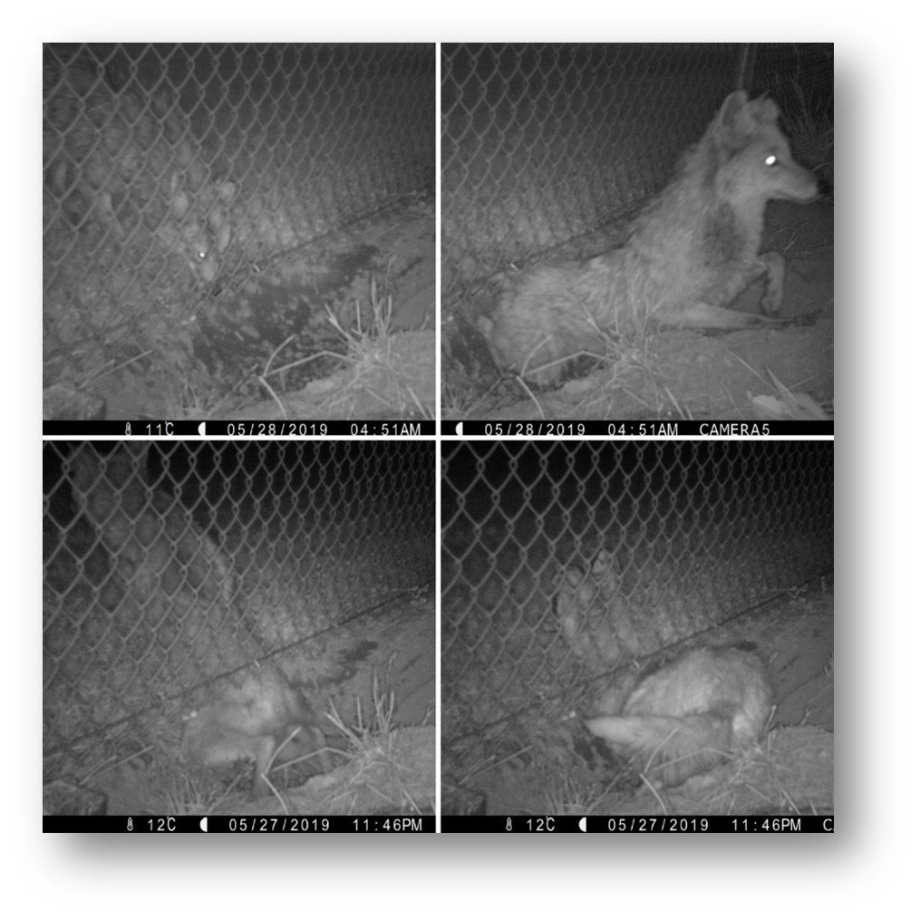 Coyote images using Fulcrum - Avisure