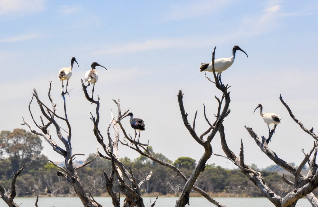 Australian White Ibises and Straw-necked Ibis in a leafless wetland tree under a blue sky