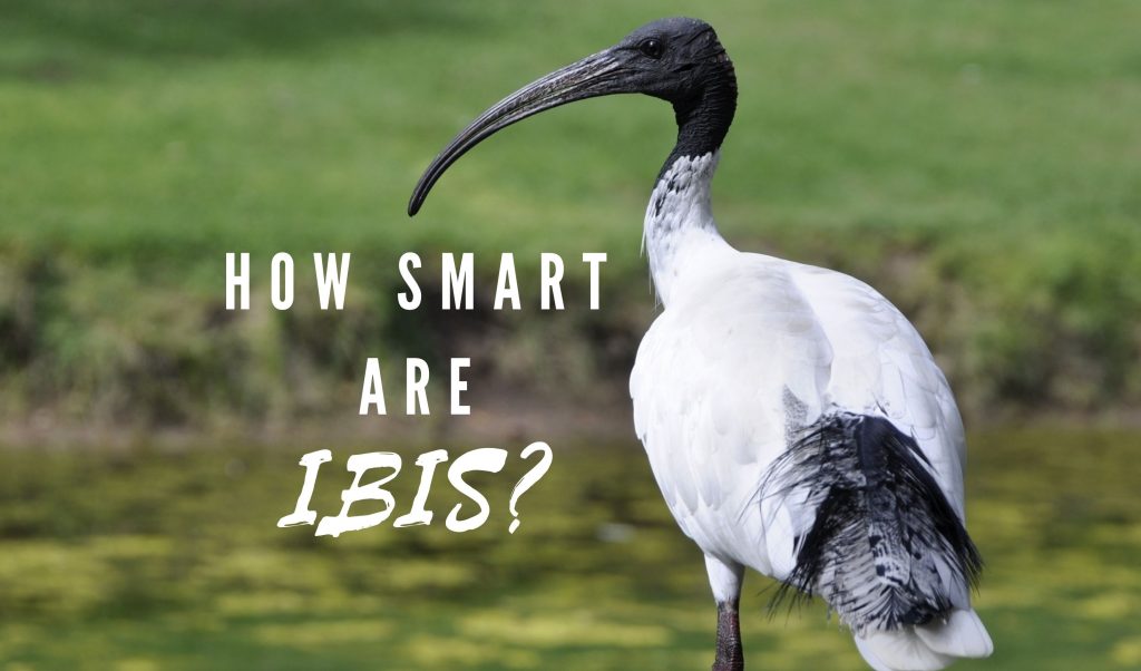 How Smart are Ibis?