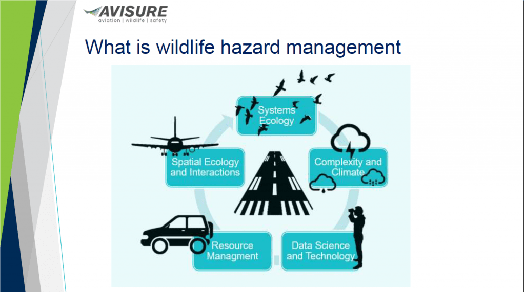 What is wildlife hazard management