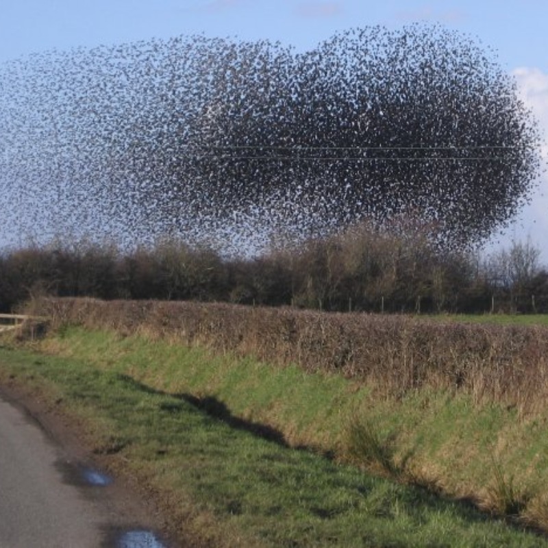 The_flock_of_starlings_acting_as_a_swarm._John Holmes_124593