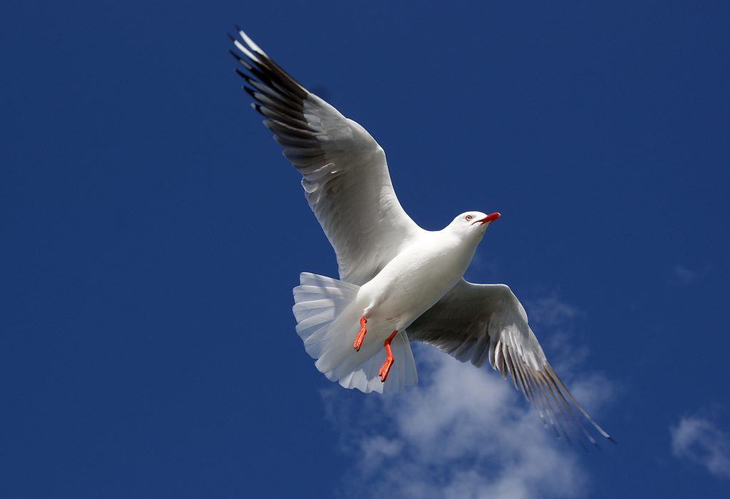 Silver Gull - Jumpstory