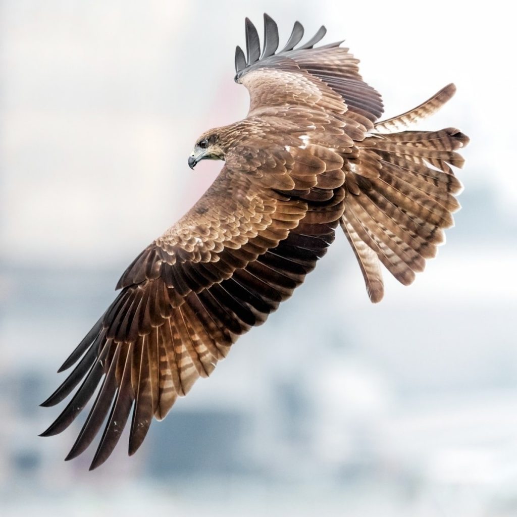 Black Kite Image from jumpstory-download20220310-013511