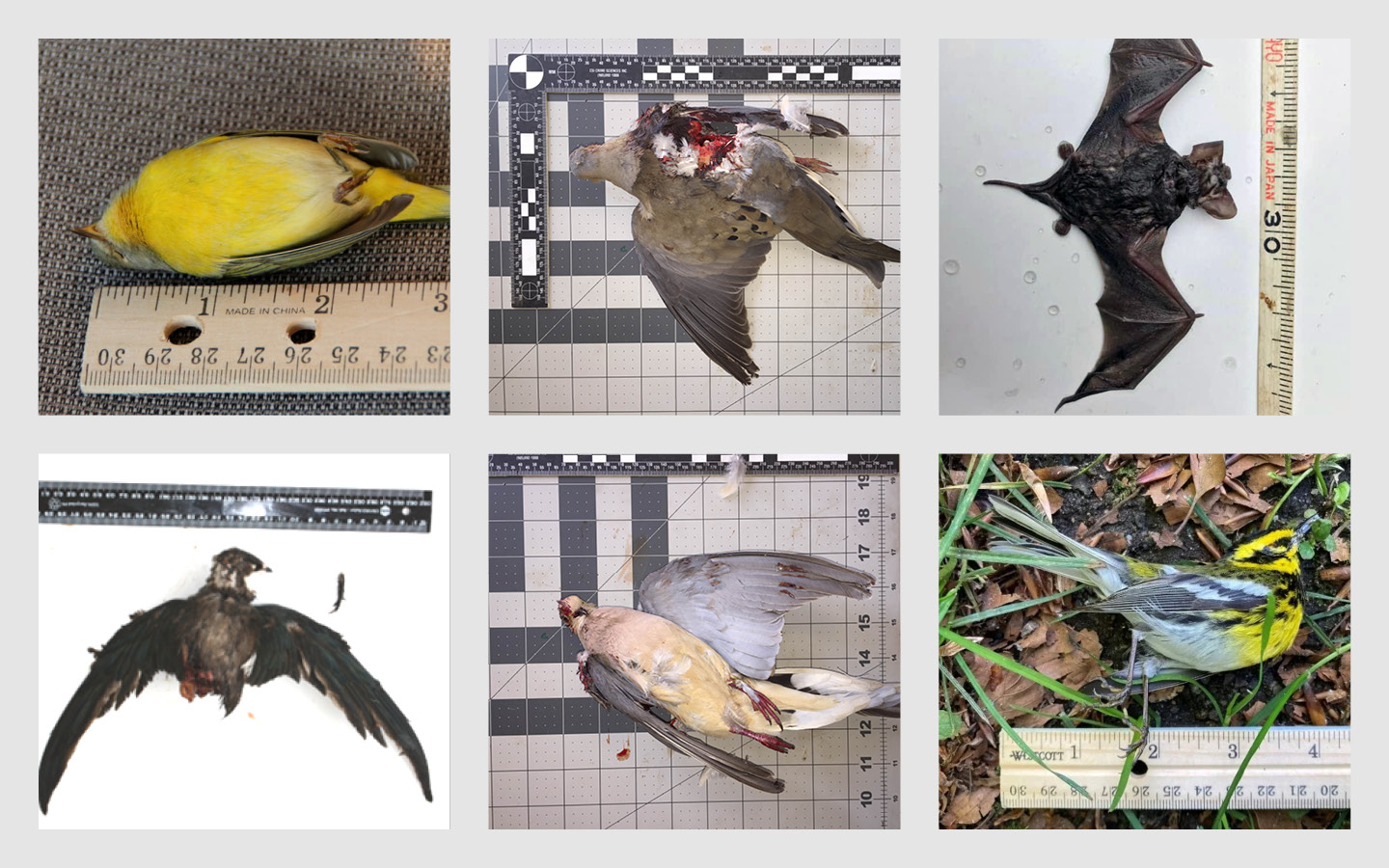 Free wildlife identification - Avisure