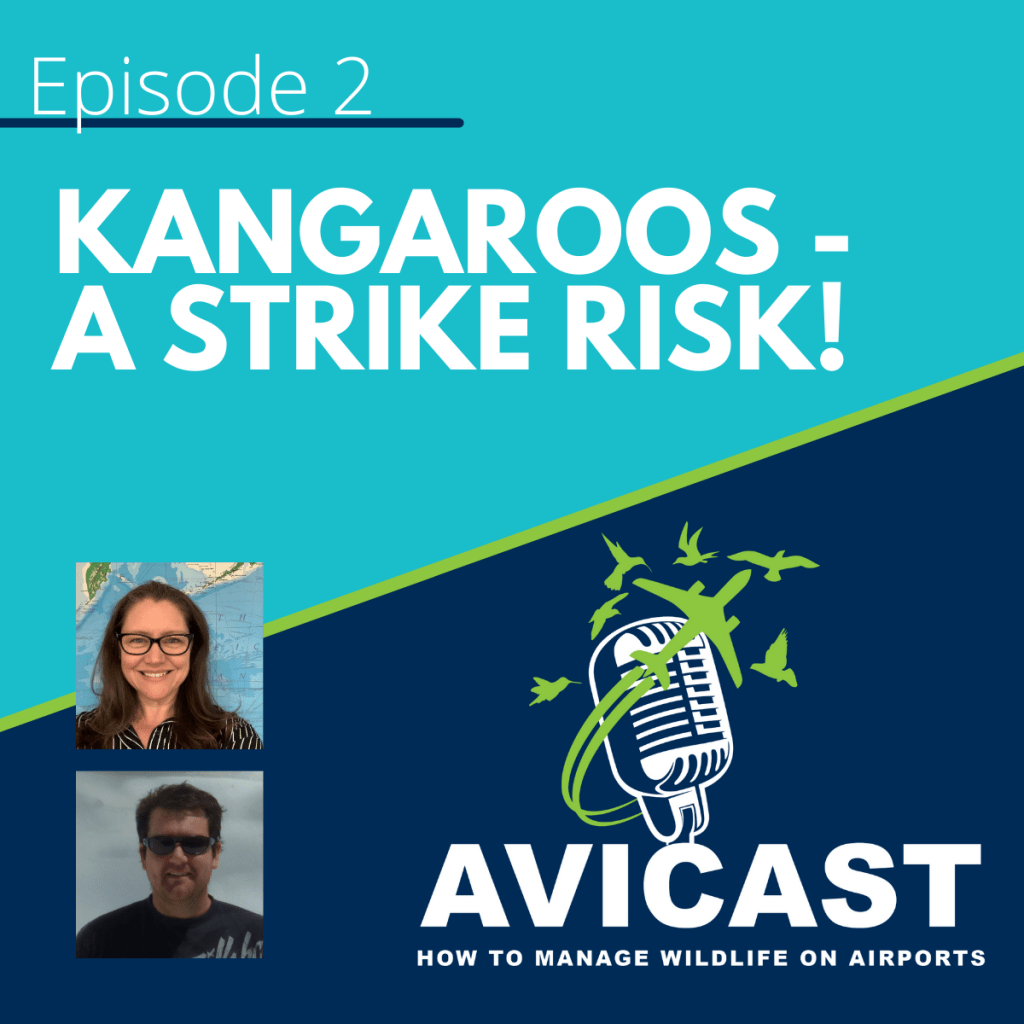 Avicast Episode 2 - Managing Kangaroo Risk at Airports