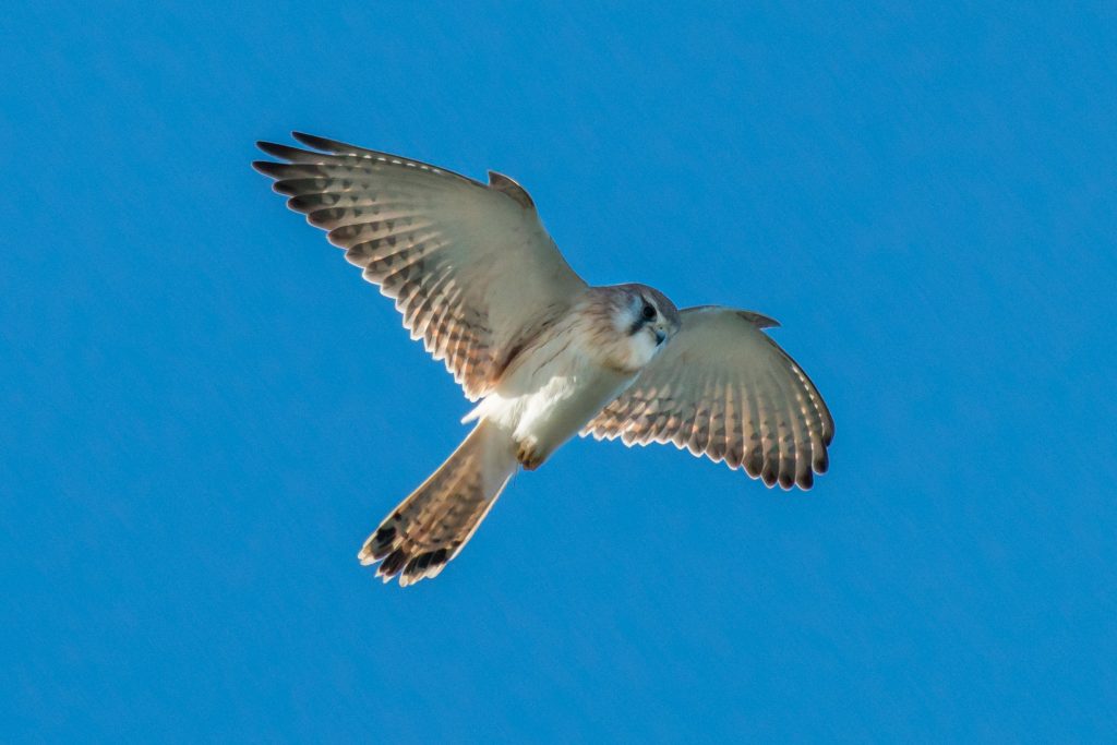 Nankeen Kestrel (Falco cenchroides) hovering